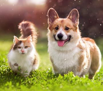 Cute_Cat_and_Corgy_on_Grass.jpeg