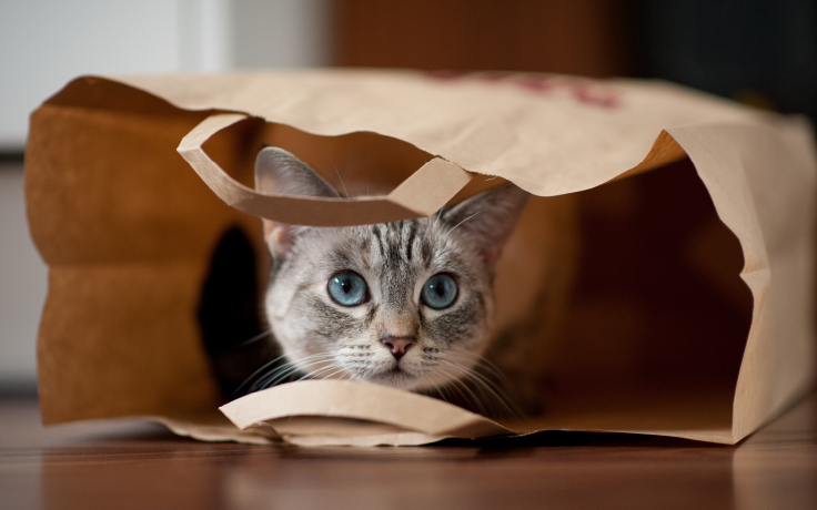Kitten playing in a bag