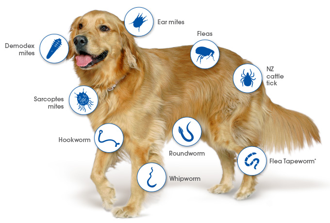 dog parasites chart