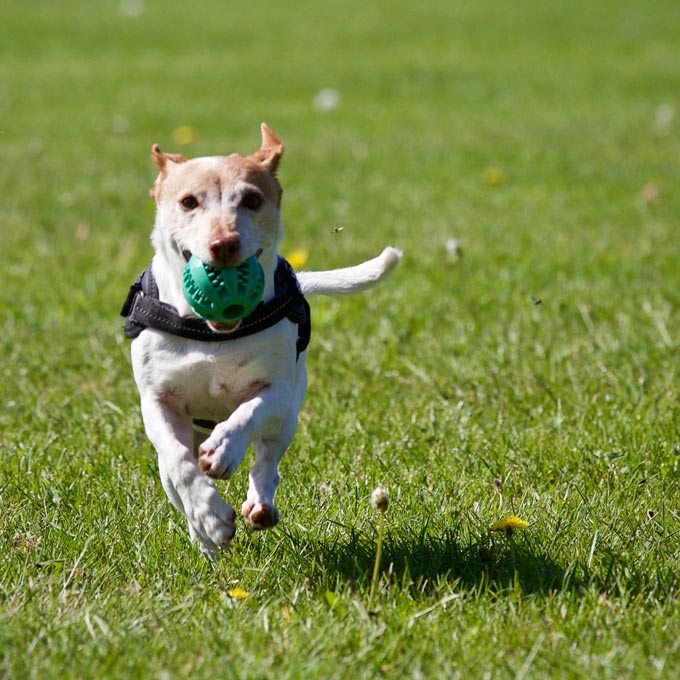 dog with ball in mouth running