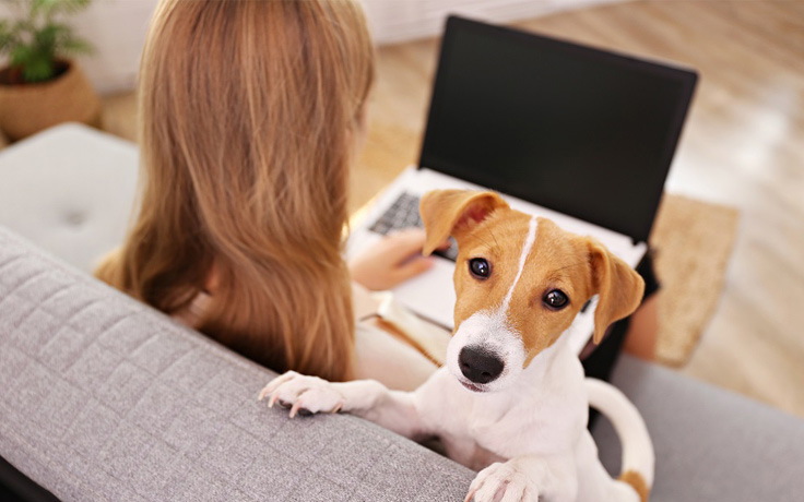 dog and lady on sofa with laptop