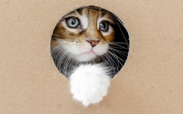 kitten in box