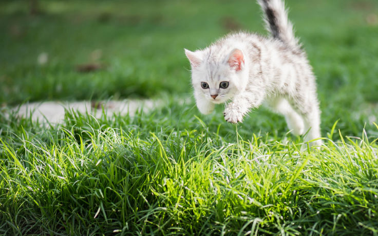 Kitten Jumping Grass