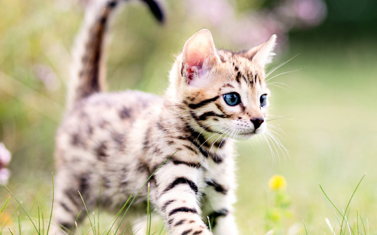 Kitten in the Field