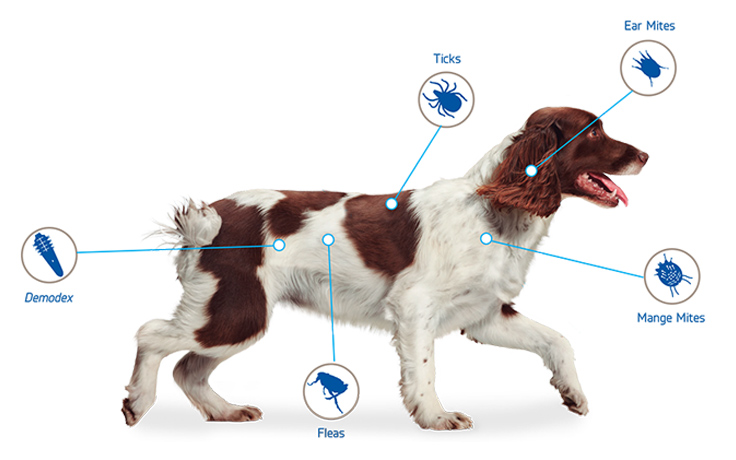 trusted protection diagram dogs